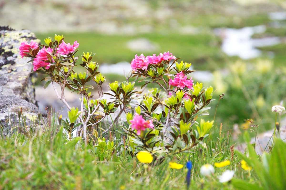 Alpen-Almrosen. (c) Christoph Praxmarer Almrosen