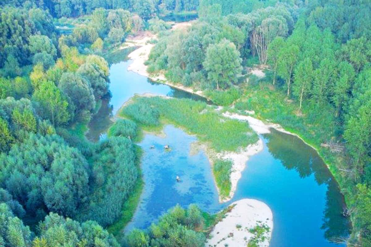 wwf-at_ERSTE-AM-Donauauen(c)H-Momen_4nature Asiatischer Elefant wandernd