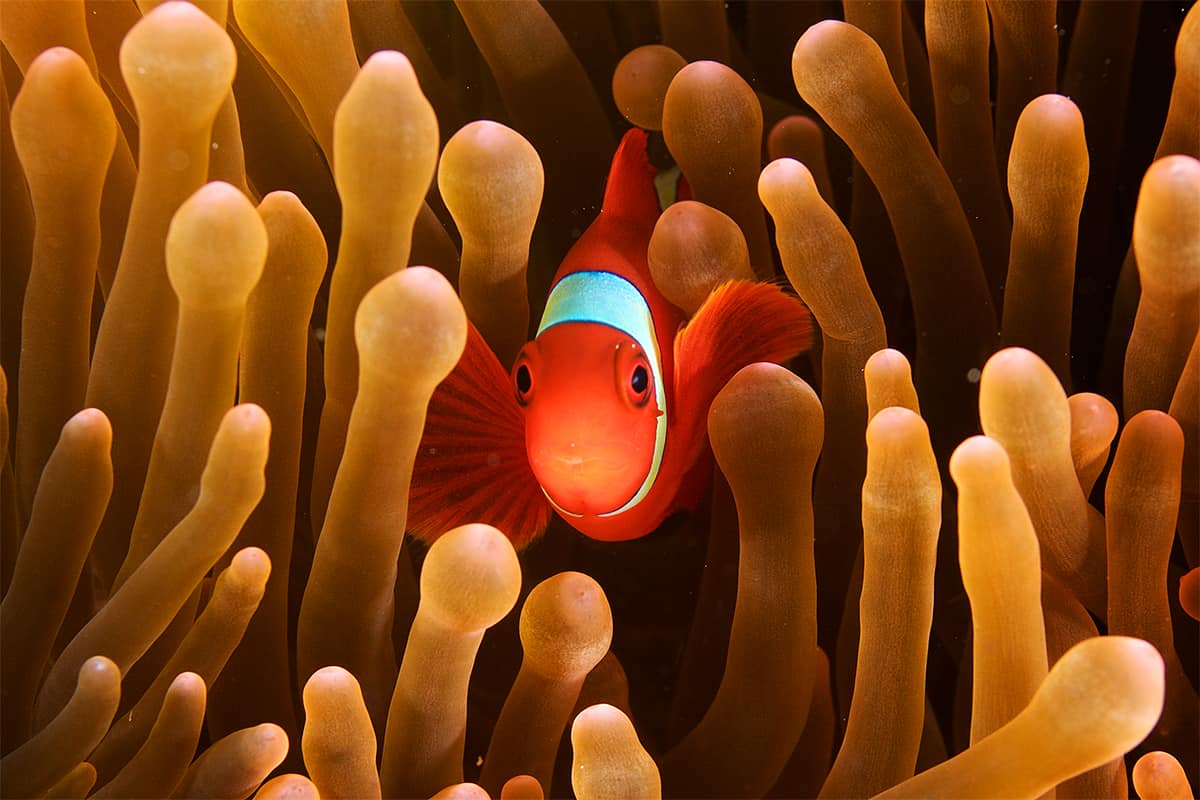 Fisch lebt in Symbiose mit Koralle © Eric Madeja / WWF-Malaysia Fisch lebt in Symbiose mit Koralle