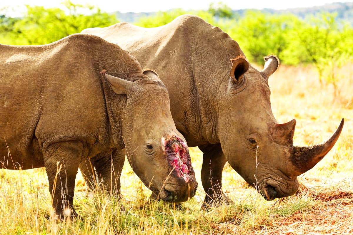 wwf-at_Nashorn-mit-abgeschnittenem-Horn_1200x800(c)Brent-Stirton_Getty-Images_WWF-UK- Elfenbein auf Unterlage