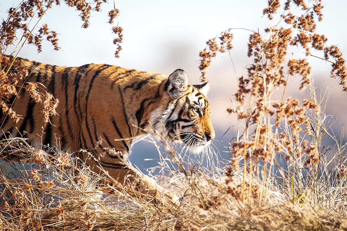 Ein Tiger im Gebüsch WWF-Oesterreich-Ein-Tiger-im-Gebuesch