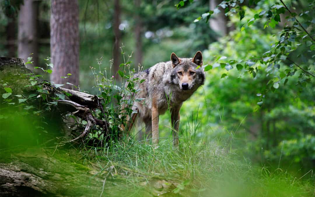 Ein Wolf mitten im Wald
