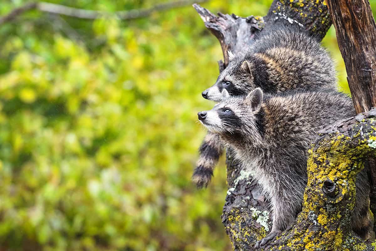 Waschbären in Baum © AdobeStock/geoffkuchera Waschbären im Baum, wie sie in die Ferne blicken