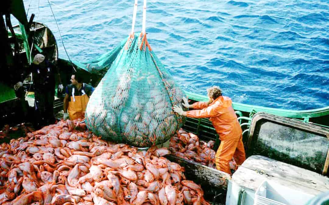 Fischerei – Ein Boot mit großem Fang und einem Haufen Fischen