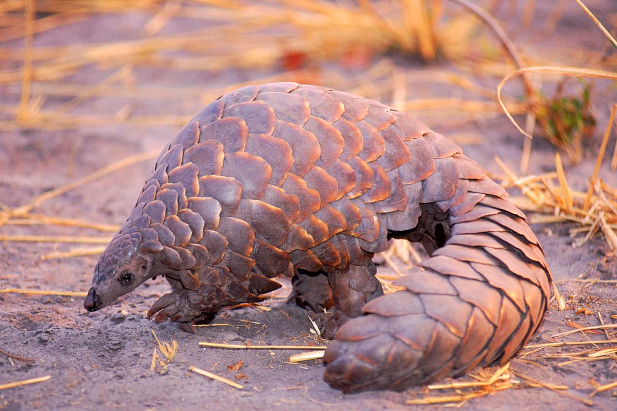 Pangolin in Steppe © naturepl.com / Pete Oxford / WWF Pangolin in Steppe