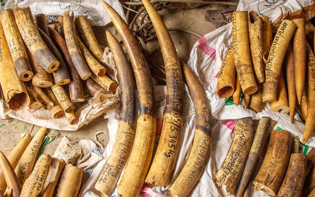elfenbein-auf-unterlage-wwf-gegen-wilderei