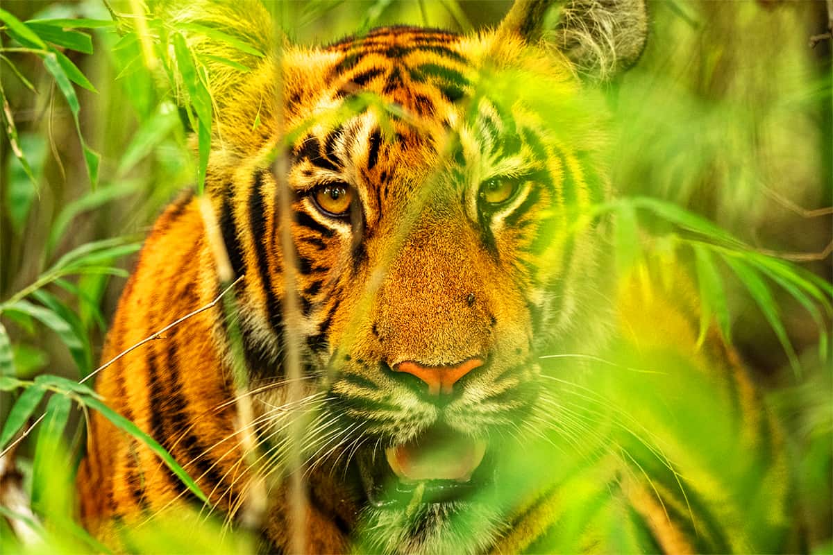 Ein Tiger der im Busch lauert © Narayanan Iyer (Naresh) / WWF-International Ein Tiger der im Busch lauert