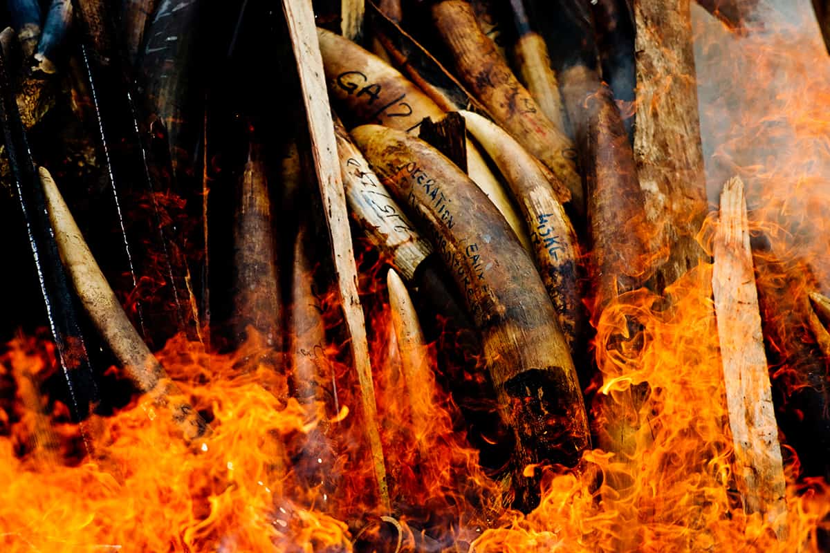 Verbrennung von illegal gewildertem Elfenbein in Gabun/ © WWF / James Morgan Freilebender Sumatra-Elefant in einem Dorf