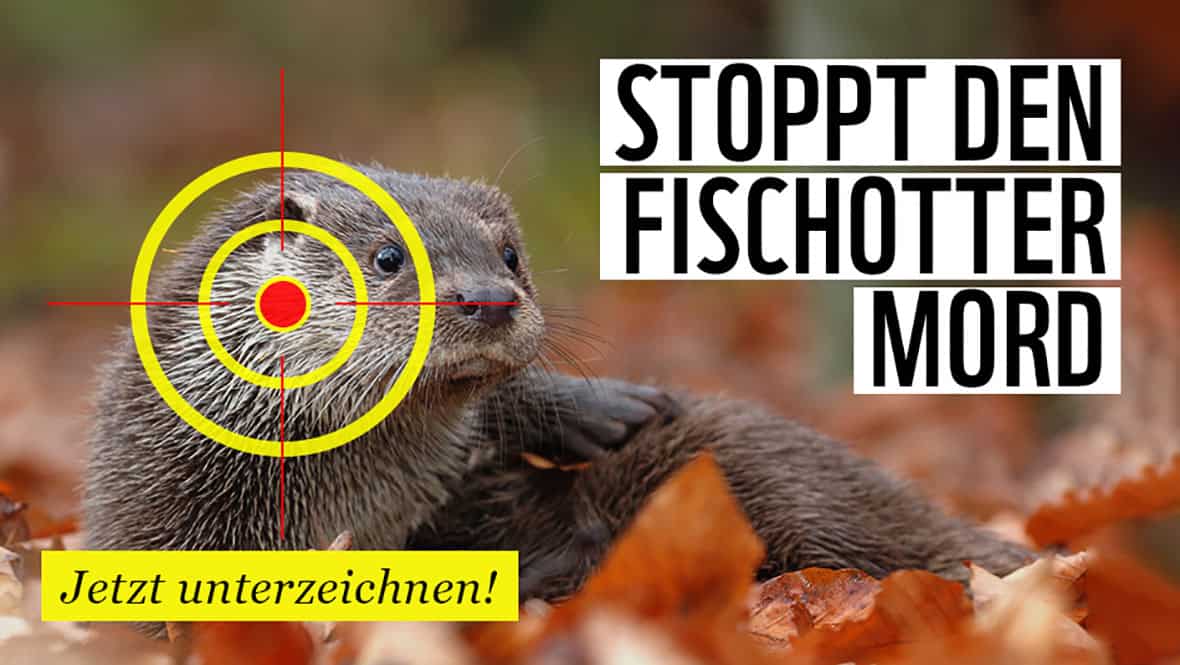 wwf_at_petition_stoppt_den_fischottermord Petition: Billigfleisch stoppen