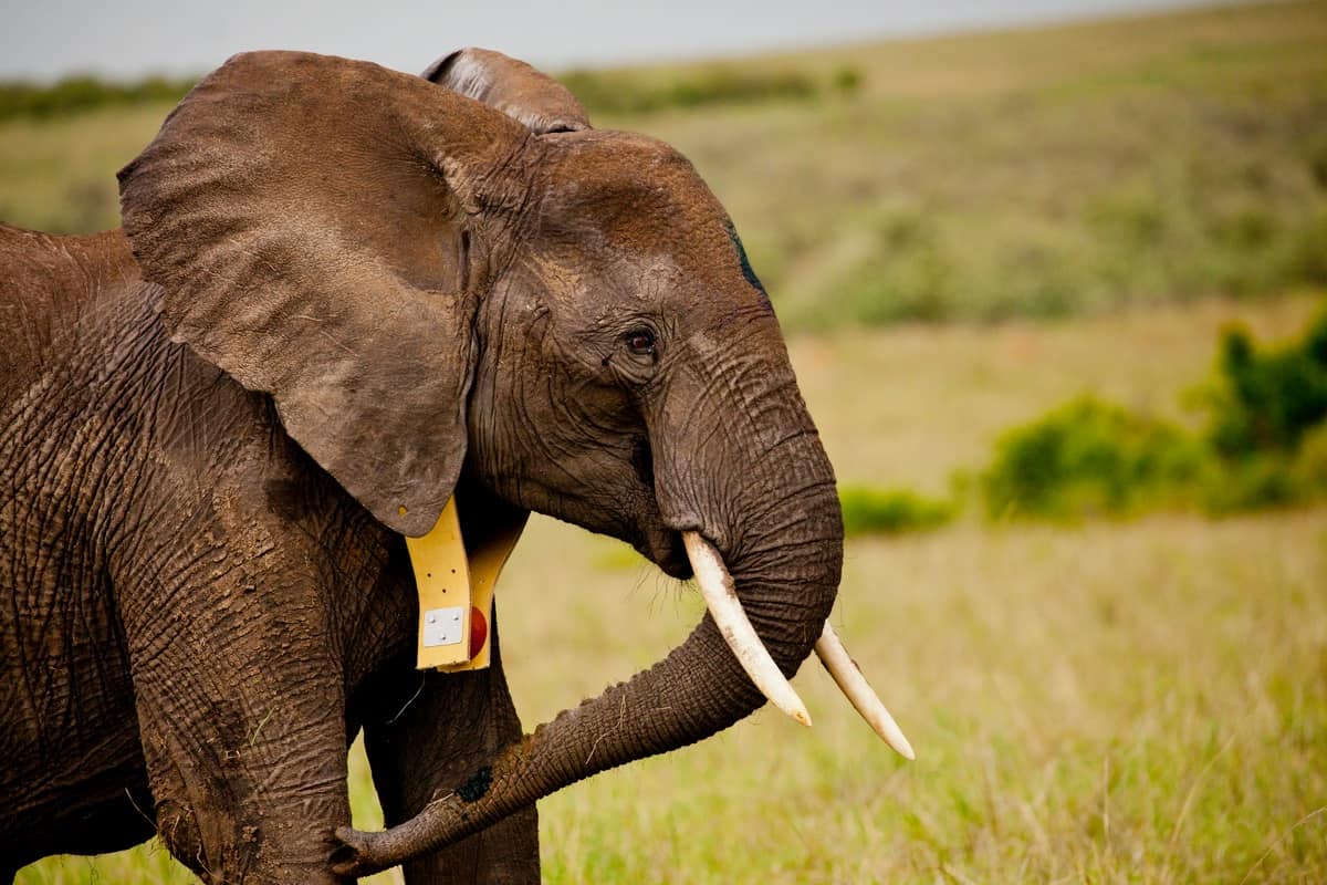 Dieser Elefant trägt einen Satellitensender, © by G.Armfield/WWF-UK Dieser Elefant trägt einen Satellitensender, © by G.Armfield/WWF-UK