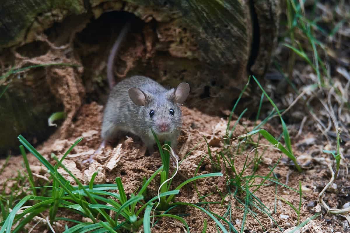 Eine Hausmaus © AdobeStock/430942869 Eine Hausmaus © AdobeStock/430942869