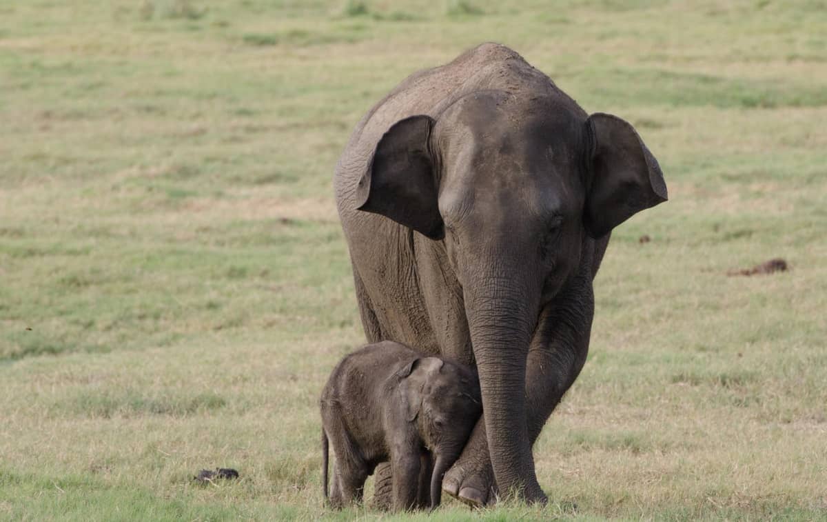 Elefantenkuh mit Junges © Christina Mullin Elefantenkuh mit Junges © Christina Mullin