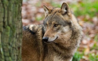 Berner Konvention: WWF warnt vor Schutzstatus-Senkung beim Wolf