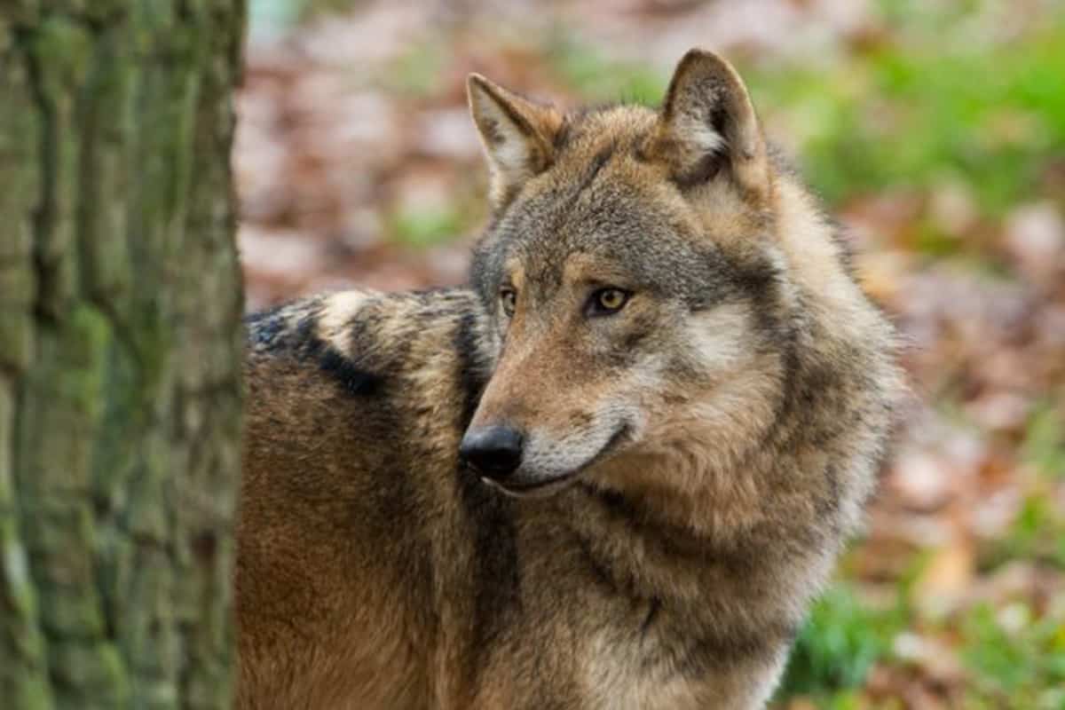 Wolf im Wald. (c) Ralph Frank woelfe-wolf-jungtiere-mit-mutter