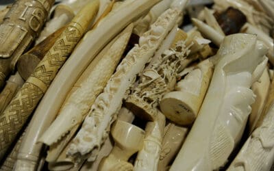 WWF warnt vor tierischen Souvenirs im Urlaub