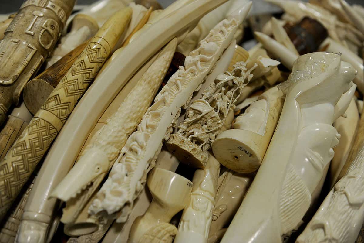 Beschlagnahmte Elfenbeinsouvenirs(c)Jamie Cotten/ IFAW/ WWF Beschlagnahmte Elfenbeinsouvenirs(