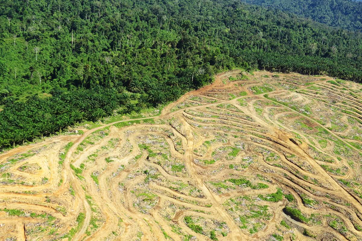 Regenwald Rodung (c)WWF-UK Boden