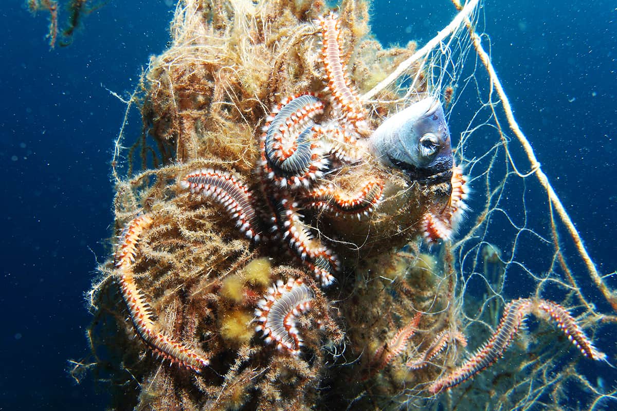 Toter Fisch in einem Geisternetz (c)Kanstinger_WWF Geisternetze