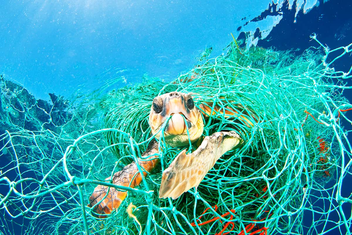 Schildkröte gefangen in einem Geisternetz Ⓒ naturepl.com / Jordi Chias / WWF Schildkröte gefangen in einem Geisternetz Ⓒ naturepl.com / Jordi Chias / WWF