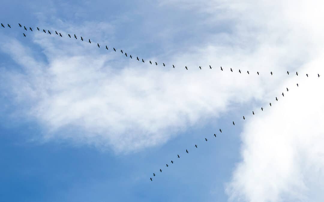 V-Formation der Graugänse