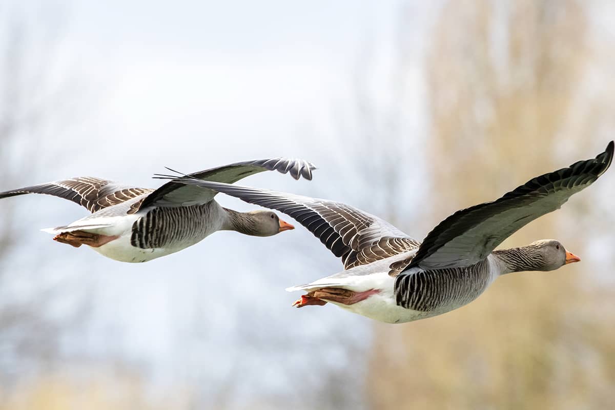 Fliegende Graugänse (c)TheOtherKev_pixabay Fliegende Graugänse