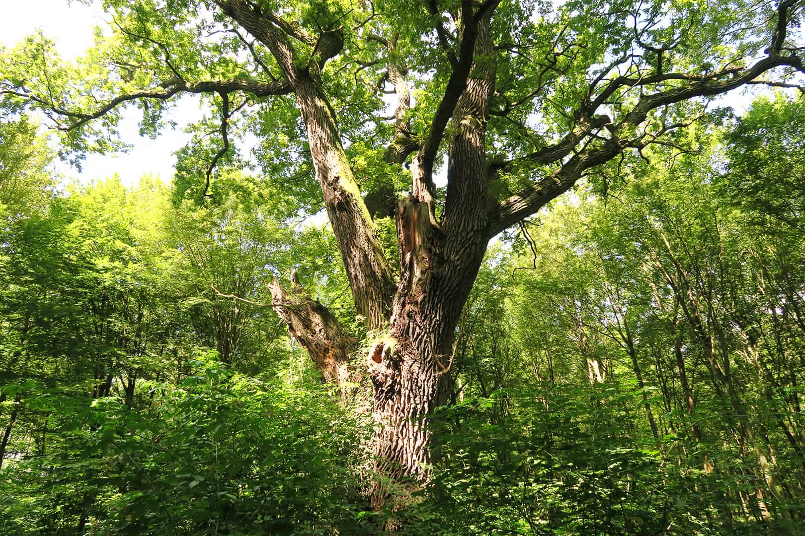 Veteranen Baum im Urwald Österreichs©Karin Enzenhofer / WWF Veteranen Baum im Urwald Östereichs