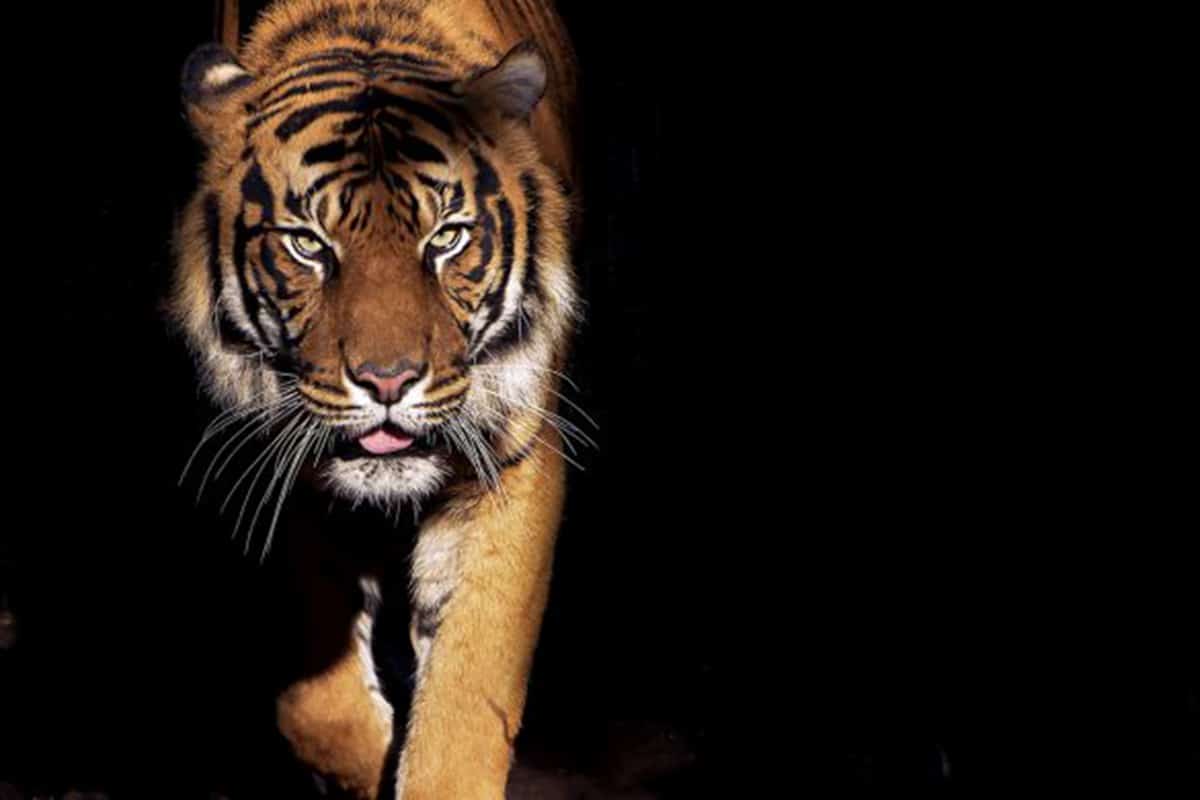 Tiger/ © Shutterstock/ Luke Wait/ WWF