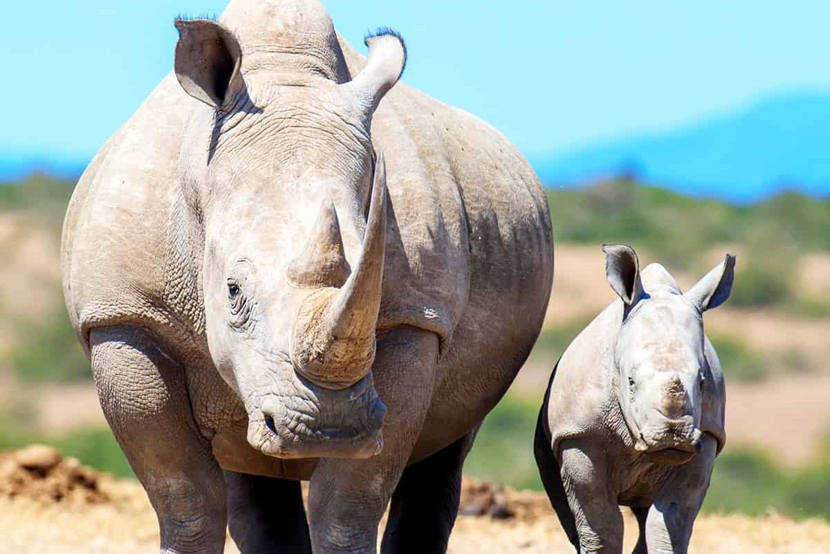 Breitmaulnashorn mit Kalb © Shutterstock / Volodymyr Burdiak / WWF Schweden Breitmaulnashorn mit Kalb © Shutterstock / Volodymyr Burdiak / WWF Schweden