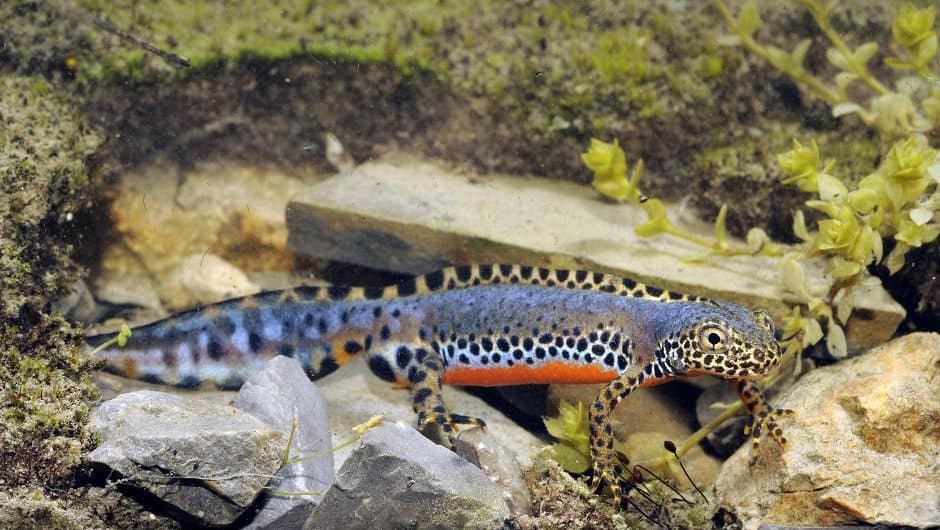 Bergmolch © AdobeStock