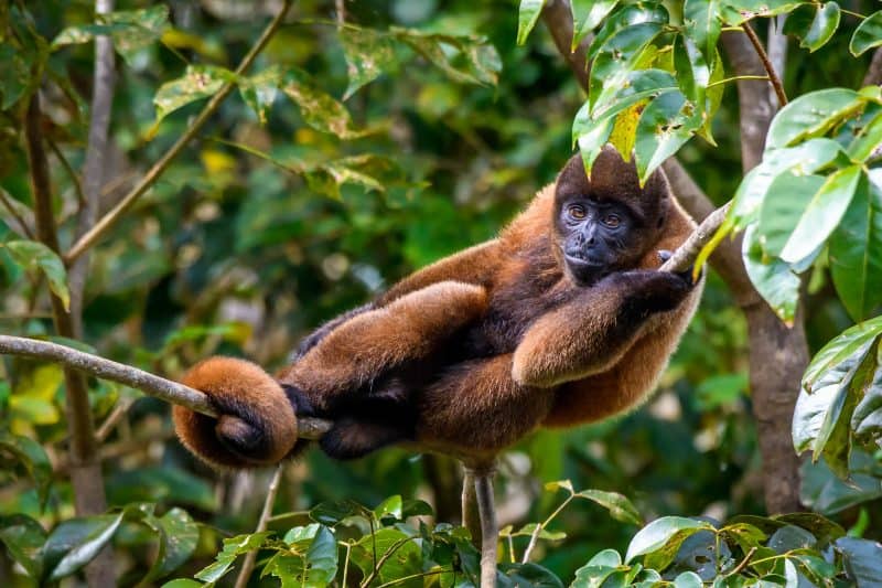 Der Braune Wollaffe ist besonders selten © H.M.Smith