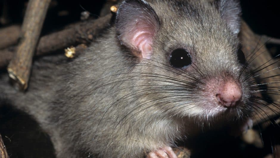 Der Siebenschläfer © David Lawson / WWF-UK