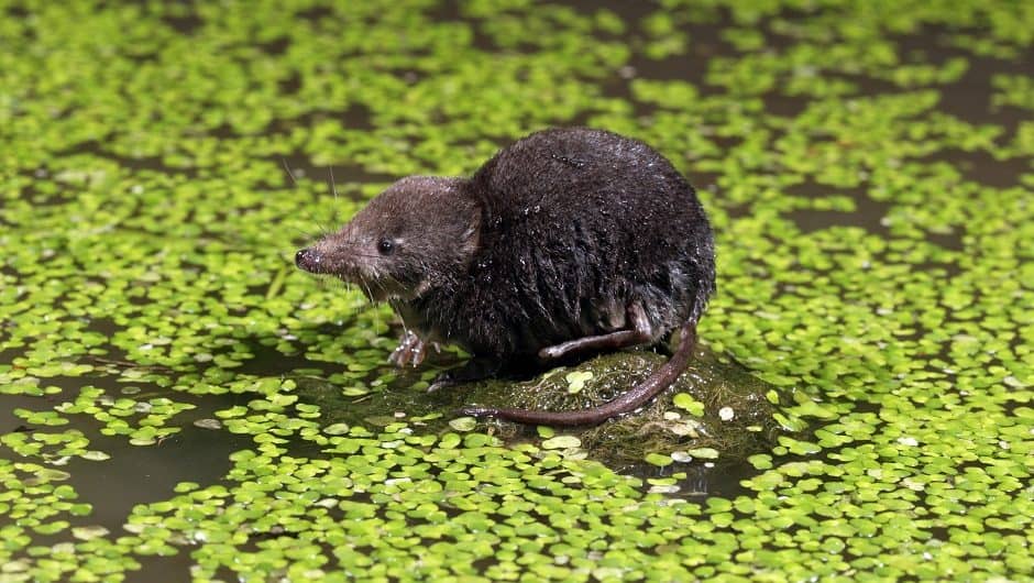 Die Wasserspitzmaus © AdobeStock