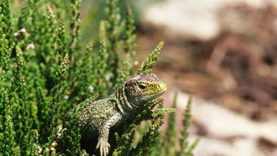 Die Zauneidechse © AdobeStock