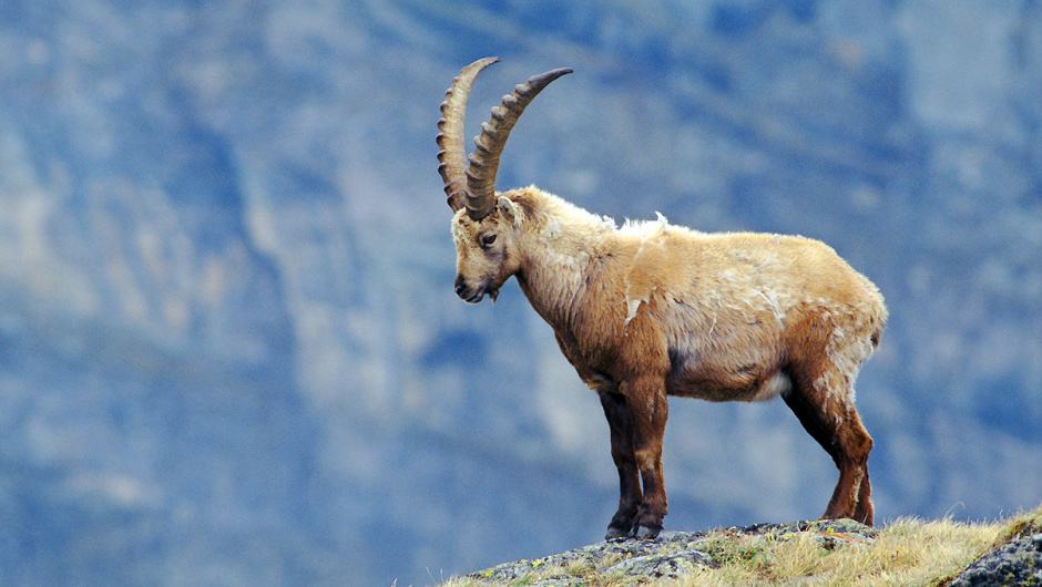 Die hochalpine Gebirgslandschaft ist ein wichtiger Lebensraum Die hochalpine Gebirgslandschaft ist ein wichtiger Lebensraum © Zmoelnig-4nature