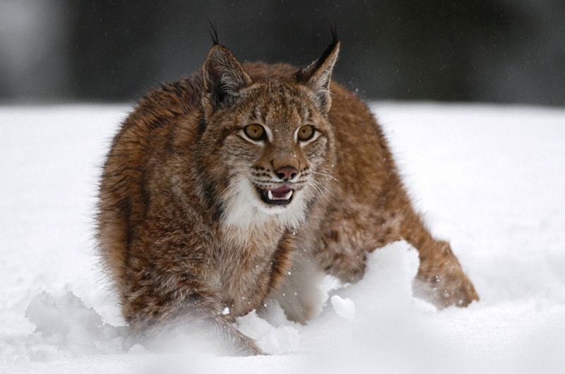 Ein Luchs im Schnee © Tatra-Photography