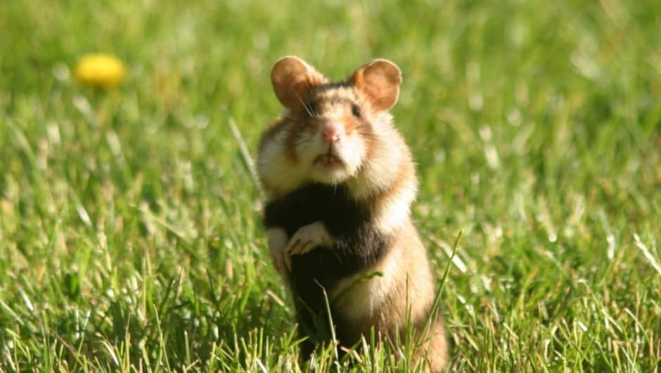 Europäischer Feldhamster © Christoph Roland / WWF