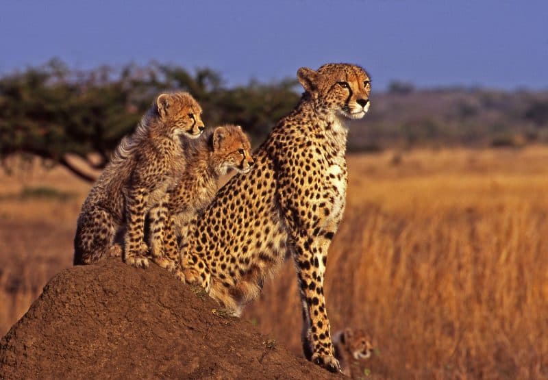 Geparden leben in der Savanne © G.Lauterbach / WWF