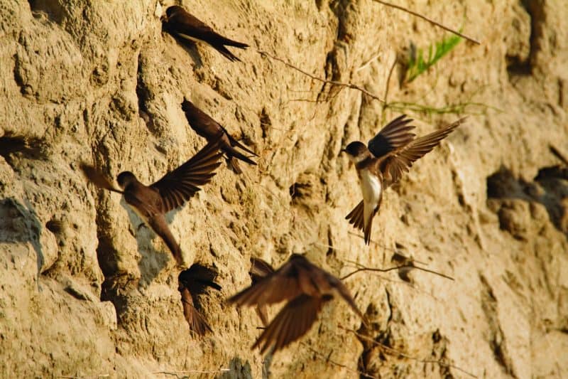 Uferschwalben am Steilufer © Goran Safarek