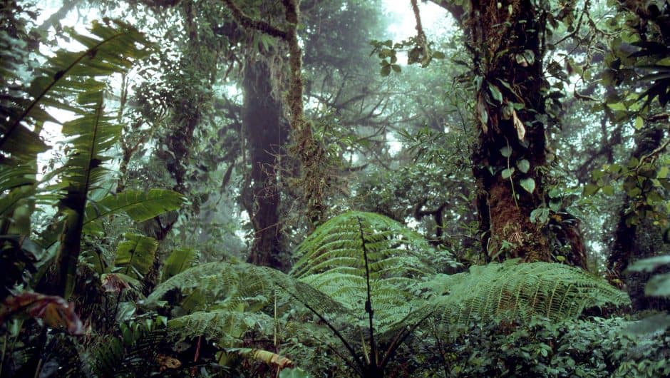 Wald © Michèle Dépraz / WWF Wald © Michèle Dépraz / WWF