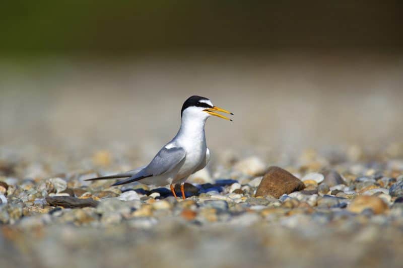 Zwergseeschwalbe auf einer Schotterbank © Goran Safarek