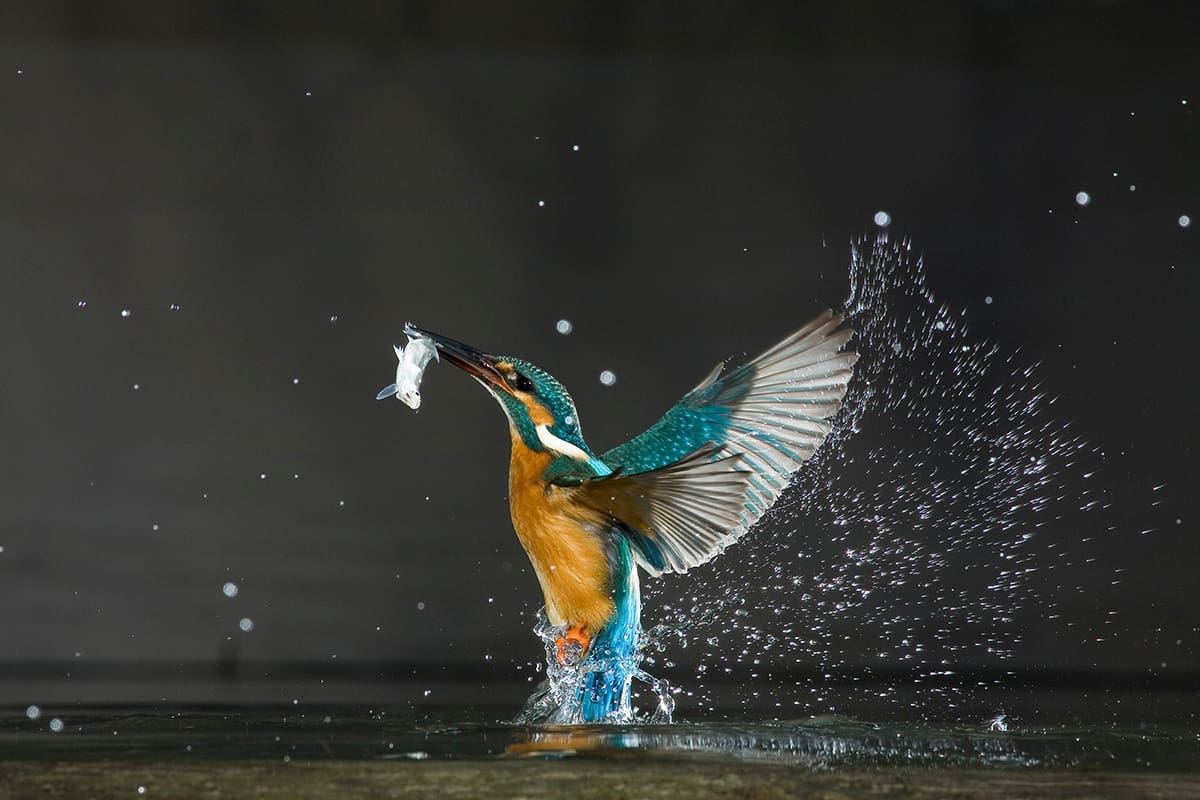 Eisvogel bei der Jagd (c)WildWondersofEurope_LaszloNovak_WWF Eisvogel