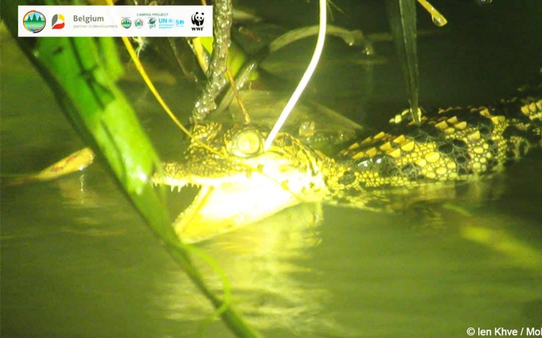 Porträt eines jungen Siam Krokodils im Wasser