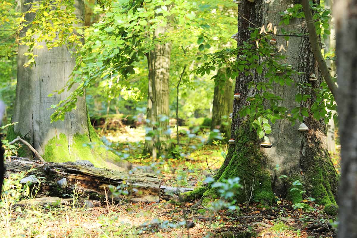 bunte Wälder (c)Kirchmeir Wald