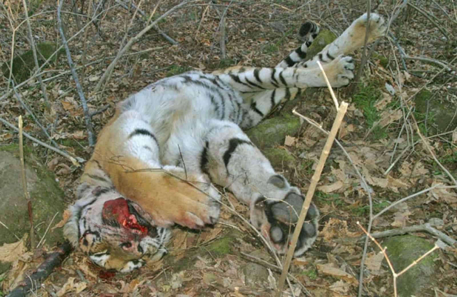 Tiger - Amurtiger erschossen, © by © WWF/Vasily Solkin Tiger - Amurtiger erschossen, © by © WWF/Vasily Solkin