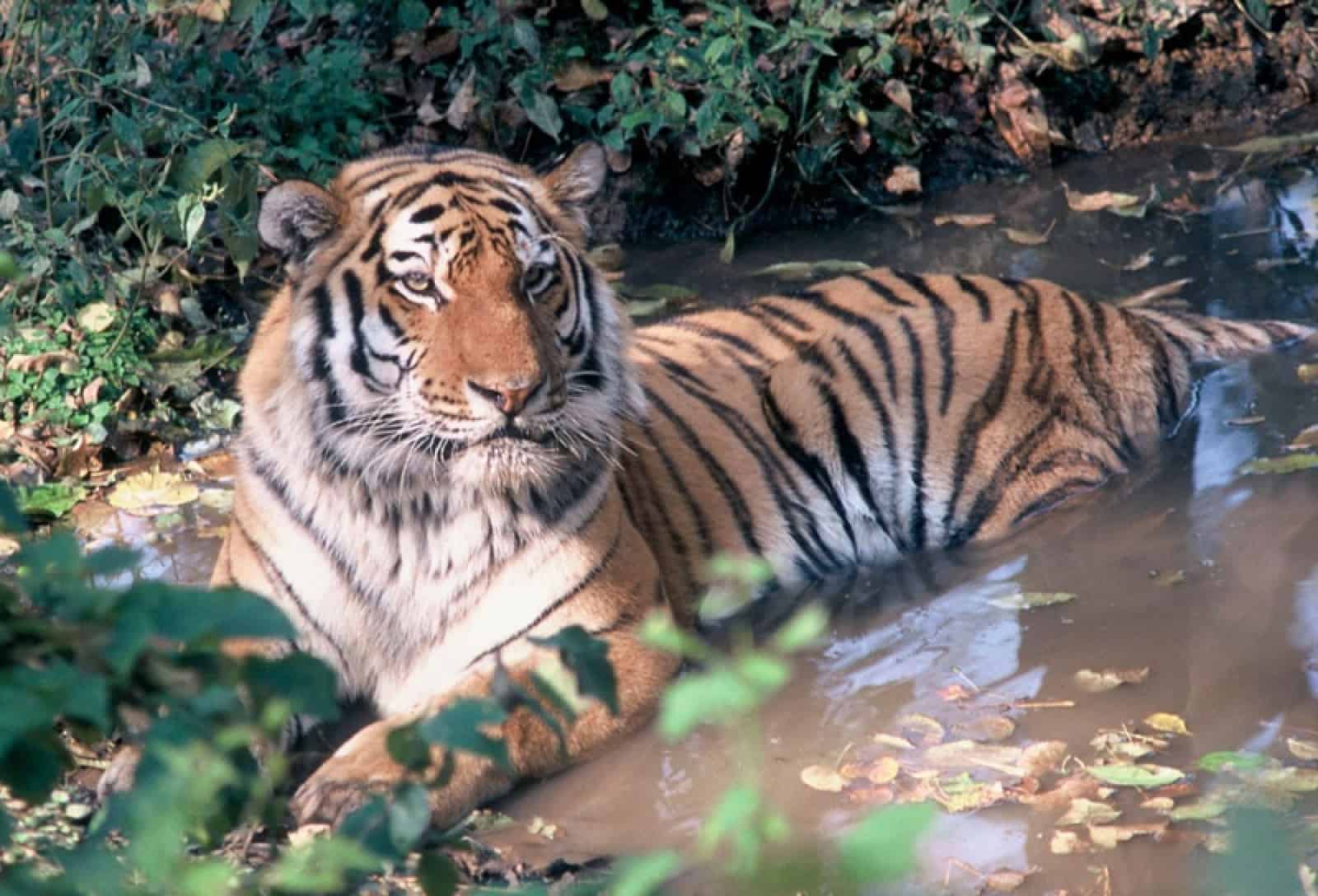 Tiger – Amurtiger liegend