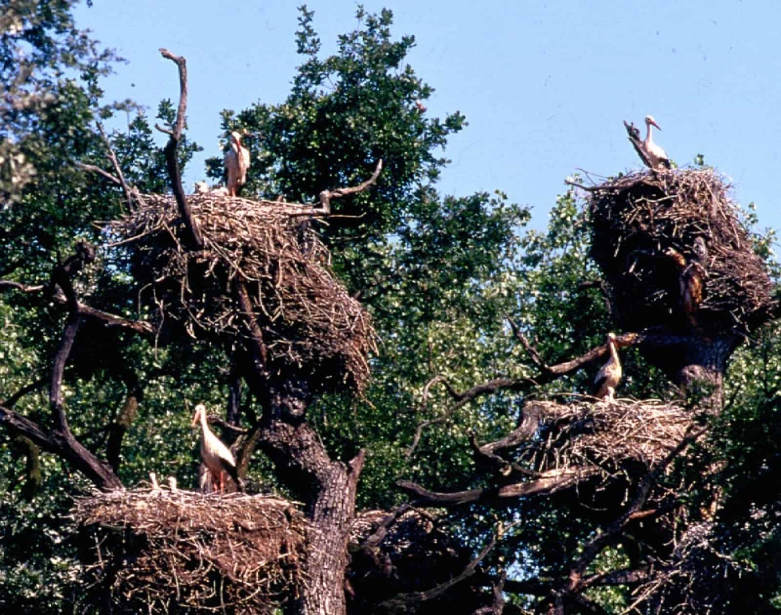 Weisstorchnester/Baum in Marchegg, © by WWF