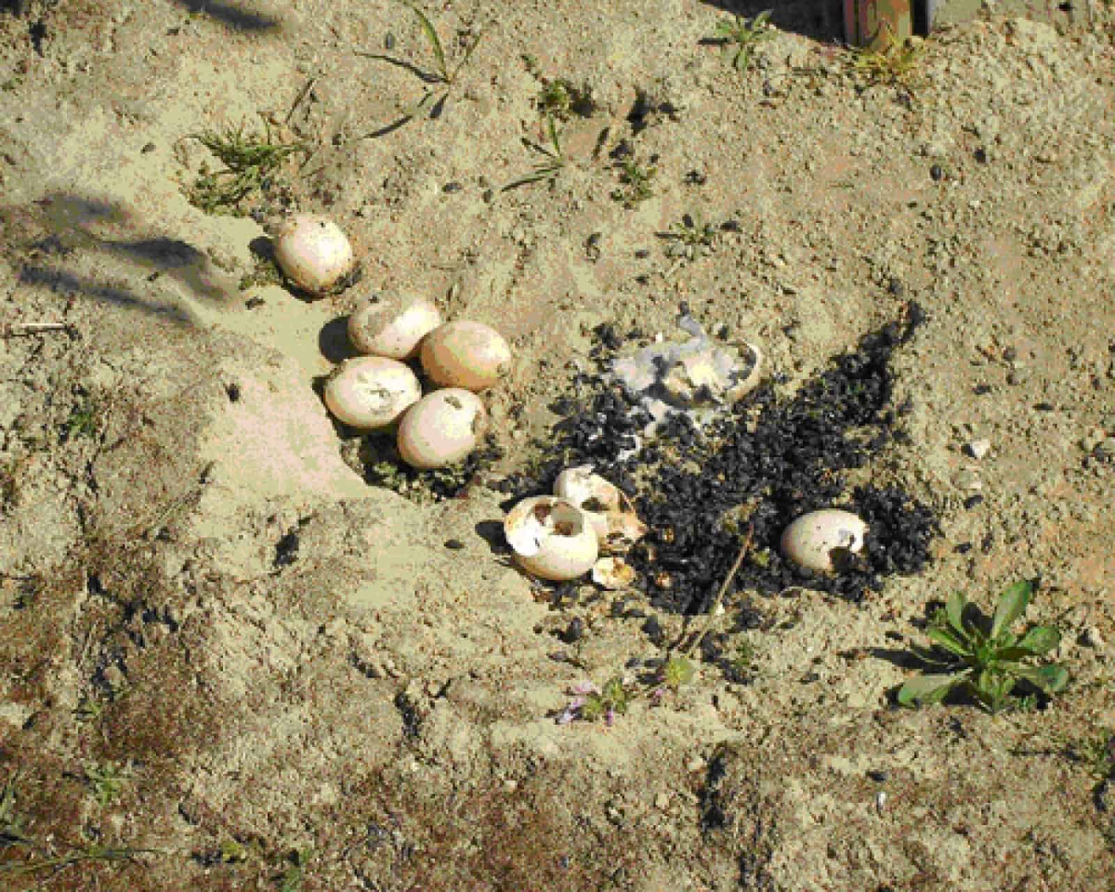 Gifteier im Obstgarten