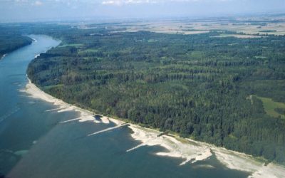 WWF jubelt: Der "Amazonas Europas" wächst weiter