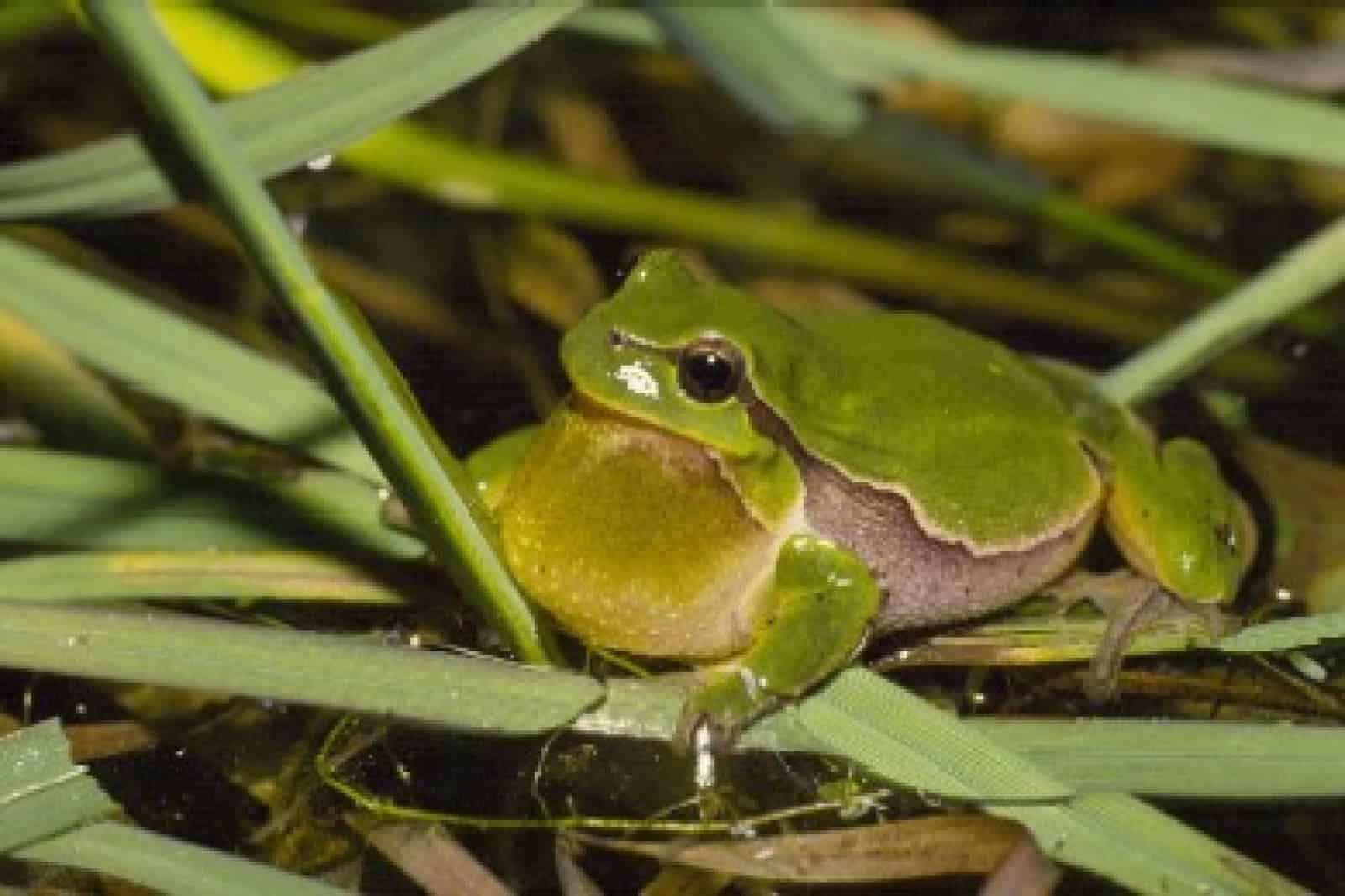 Laubfrosch Obere Traun