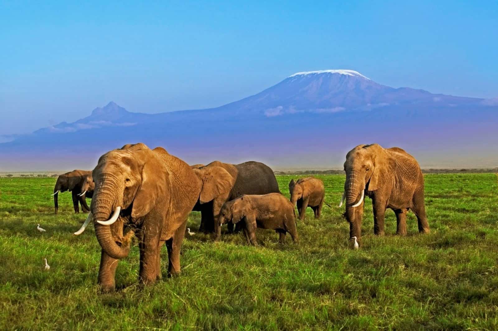 Afrikanische Elefanten im Amboseli Nationalpark in Kenia